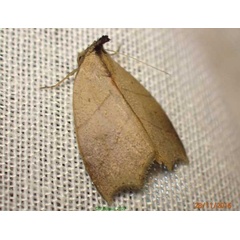 /filer/webapps/moths/media/images/M/megalesia_Acripia_A_Bippus_02.jpg