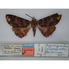 /filer/webapps/moths/media/images/F/flandriana_Sypnoides_HT_RMCA_01.jpg