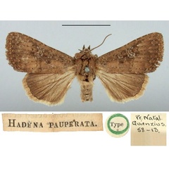 /filer/webapps/moths/media/images/P/pauperata_Hadena_HT_BMNH.jpg