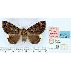 /filer/webapps/moths/media/images/B/burdoni_Tolna_HT_BMNH.jpg