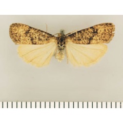 /filer/webapps/moths/media/images/F/furva_Pasteosia_PTF_TMSA.jpg