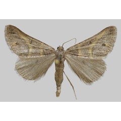 /filer/webapps/moths/media/images/J/jordanaria_Perigune_AM_Wullaert.jpg