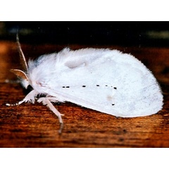 /filer/webapps/moths/media/images/V/varipes_Naroma_A_Roland.jpg