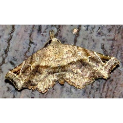 /filer/webapps/moths/media/images/T/trogoptera_Oediblemma_A_Braun_04_TwXLfw4.jpg