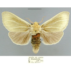 /filer/webapps/moths/media/images/O/obtusipuncta_Antheua_PTF_RMCA.jpg