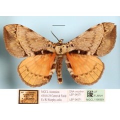 /filer/webapps/moths/media/images/M/magambana_Murphyana_A_MGCLa_01.JPG