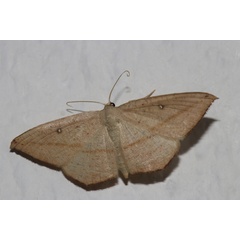 /filer/webapps/moths/media/images/F/falcata_Traminda_A_Roland_01.jpg