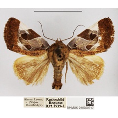 /filer/webapps/moths/media/images/A/anchorita_Westermannia_AM_NHMUK.jpg