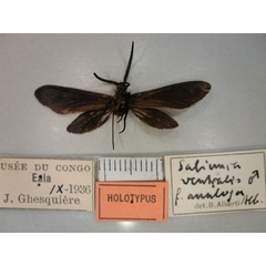 /filer/webapps/moths/media/images/A/analoga_Saliunca_HT_RMCA_02.jpg