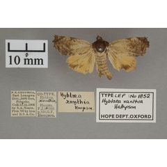 /filer/webapps/moths/media/images/X/xanthia_Hyblaea_PTM_OUMNHa_01.jpg