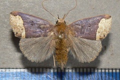 Plecoptera leucosticha