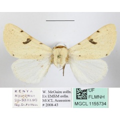 /filer/webapps/moths/media/images/P/phoenicopterorum_Ctenusa_A_MGCLa_01.JPG