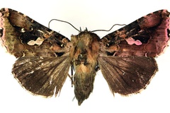 Ctenoplusia mapongua