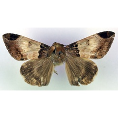 /filer/webapps/moths/media/images/B/basobscura_Achaea_HT_RMCA_03.jpg