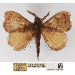 /filer/webapps/moths/media/images/L/lineadentata_Pseudolyra_AM_NHMUK.jpg