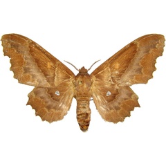 /filer/webapps/moths/media/images/K/knoblauchii_Mimopacha_AF_MCJM.jpg