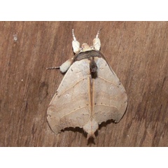 /filer/webapps/moths/media/images/A/angulata_Pseudobarobata_A_Goff_02.JPG