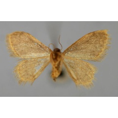 /filer/webapps/moths/media/images/E/erythra_Brachyglossina_A_ZSM_02.jpg