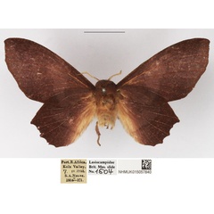 /filer/webapps/moths/media/images/D/denticulata_Stenophatna_AF_NHMUK_03.jpg