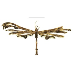 /filer/webapps/moths/media/images/M/melanodonta_Titanoptilus_HT_NHMUK.jpg