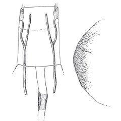 /filer/webapps/moths/media/images/J/juratae_Inuncus_GFPT_RMCA.jpg