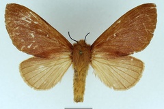 Acosmetoptera sogai
