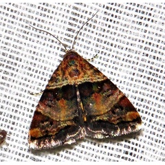 /filer/webapps/moths/media/images/C/cryptochrysea_Acontiola_A_Braun_04.jpg