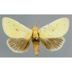 /filer/webapps/moths/media/images/A/anomala_Antheua_AM_RMCA.jpg