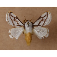 /filer/webapps/moths/media/images/I/invitabilis_Parapluda_AM_Butler.jpg