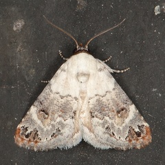 /filer/webapps/moths/media/images/S/scitula_augusta_Eublemma_A_Heyns_01.JPG