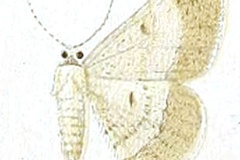 Chiasmia grisescens