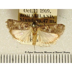 /filer/webapps/moths/media/images/E/eugraphella_Ancylosis_A_OUMNH_01.jpg