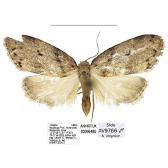 /filer/webapps/moths/media/images/Z/zambia_Spatulosia_PTM_ANHRT.jpg