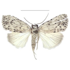 /filer/webapps/moths/media/images/C/carcassoni_Ezishnola_AM_ANHRT_02.jpg