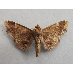 /filer/webapps/moths/media/images/A/alope_Lacera_A_Baron_02.jpg