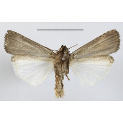 /filer/webapps/moths/media/images/G/griseofusca_Amazonides_A_MGCLb_01.JPG