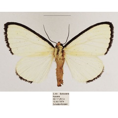 /filer/webapps/moths/media/images/A/alba_Leucovis_AM_TMSA_03.jpg