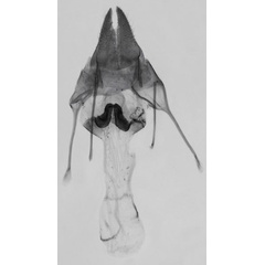 /filer/webapps/moths/media/images/D/djenoensis_Sesamia_GFPT_MNHN_571.jpg