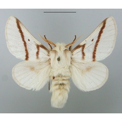 /filer/webapps/moths/media/images/D/dukei_Bombycomorpha_AM_TMSA.jpg