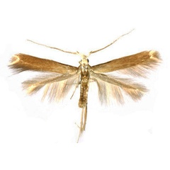 /filer/webapps/moths/media/images/J/jurateella_Coleophora_PTM_ZMHB.jpg