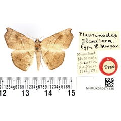 /filer/webapps/moths/media/images/P/plexifera_Pleuronodes_STM_BMNH.jpg