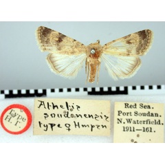 /filer/webapps/moths/media/images/S/soudanensis_Athetis_HT_BMNH.jpg