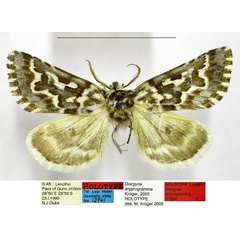 /filer/webapps/moths/media/images/A/argyrogramma_Diargyria_HT_TMSA.jpg