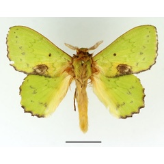 /filer/webapps/moths/media/images/A/aethiopica_Trabala_AM_Basquin_02.jpg