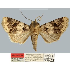 /filer/webapps/moths/media/images/G/grandidieri_Athetis_AT_MNHN.jpg