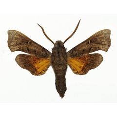 /filer/webapps/moths/media/images/M/malgassica_Sphingonaepiopsis_AM_Basquin_01.jpg
