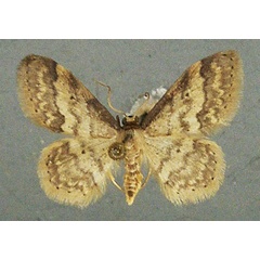 /filer/webapps/moths/media/images/B/basicostalis_Idaea_AF_TMSA_01.jpg