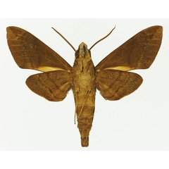 /filer/webapps/moths/media/images/D/discifera_Nephele_AM_Basquin_02b.jpg