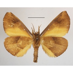/filer/webapps/moths/media/images/M/mgcl1135249_lutosa_Holoxanthina2.JPG