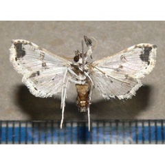 /filer/webapps/moths/media/images/A/africensis_Leucinodes_A_Goffa_02.jpg